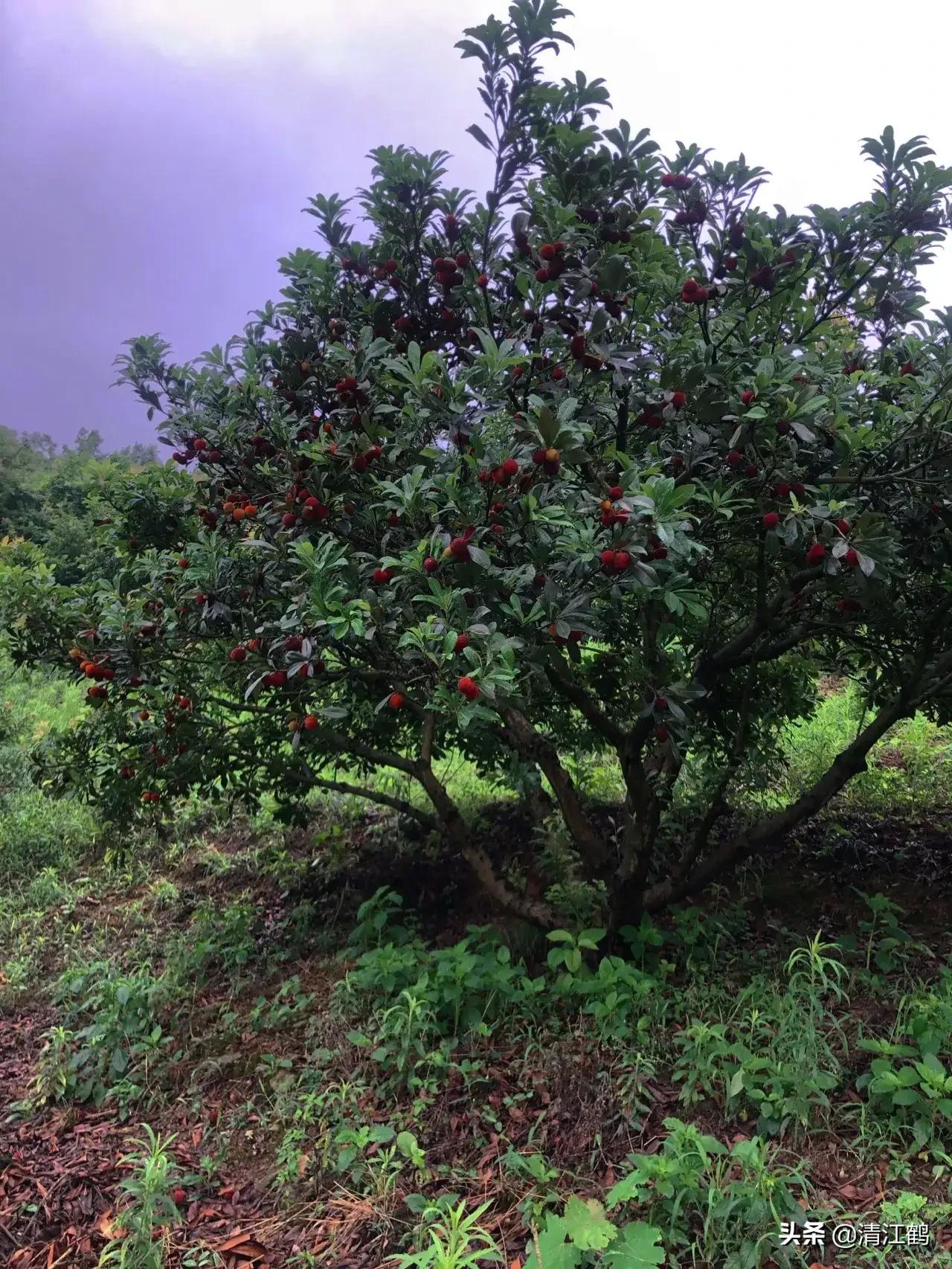 杨梅树叶发黄落叶起斑怎么治,小杨梅树叶子发黄枯死用什么药