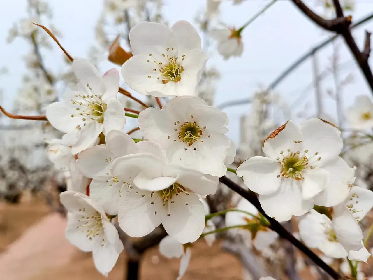 花美美在枝头上心灵美美在心目中花美只美它一时心灵美永放光辉