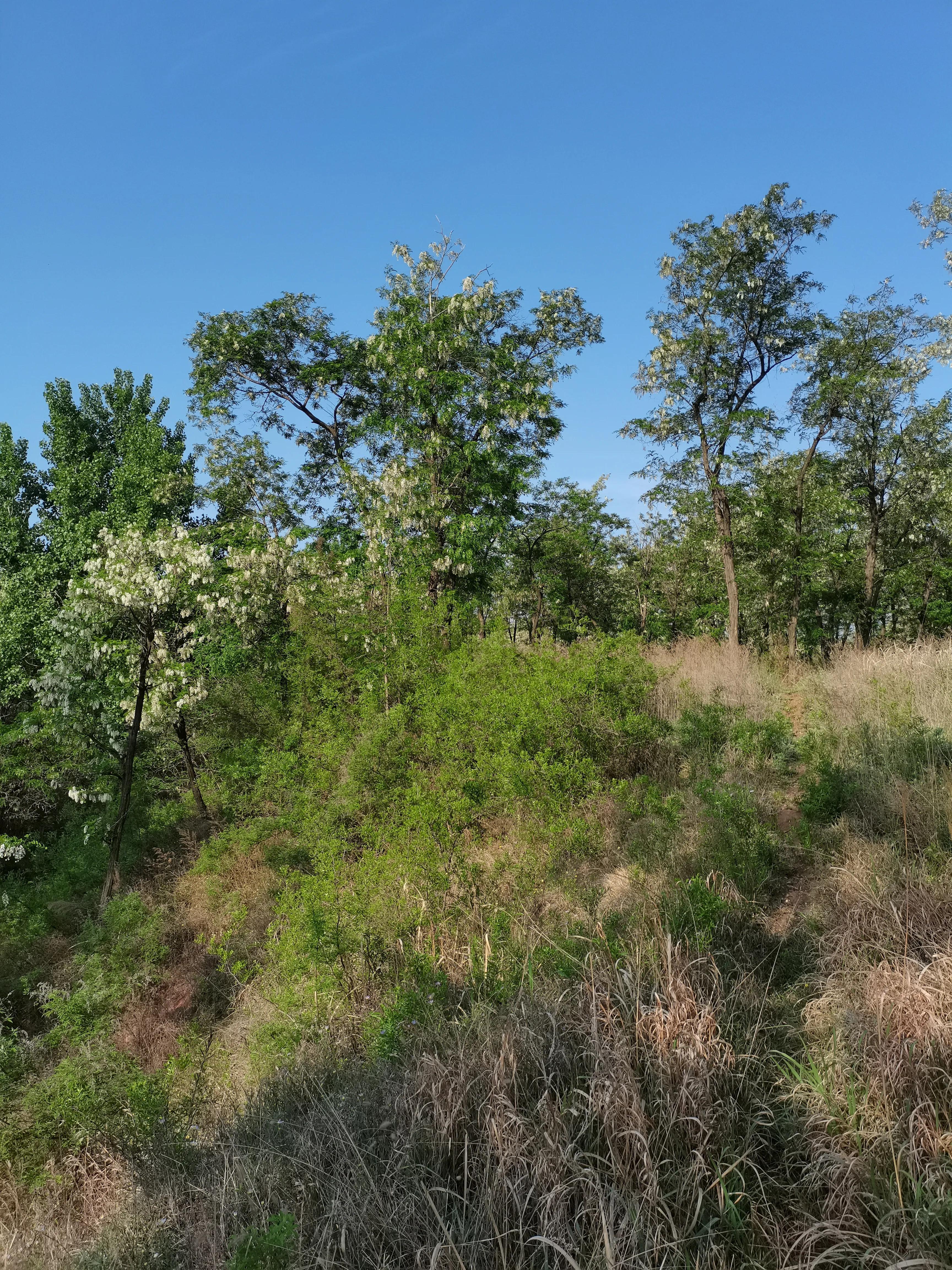 酸枣叶制茶做法,山上的野生酸枣叶可以采摘做茶吗