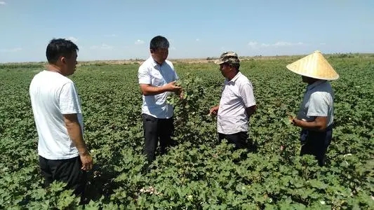 棉花黄萎病最佳治愈药,棉花枯萎病和棉花黄萎病