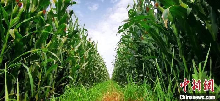 知耕快报｜作物基因组设计育种工具箱；Calyxt植物合成生物学方案