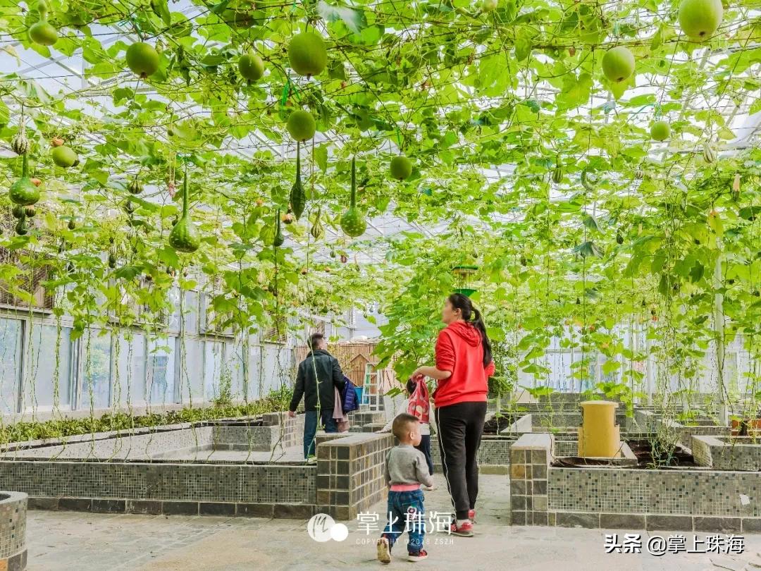 珠海原本的模样,珠海有什么即将消失的东西