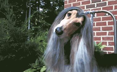 谁懂啊！回南天的养狗人家，惨过住鸡圈！pang臭！