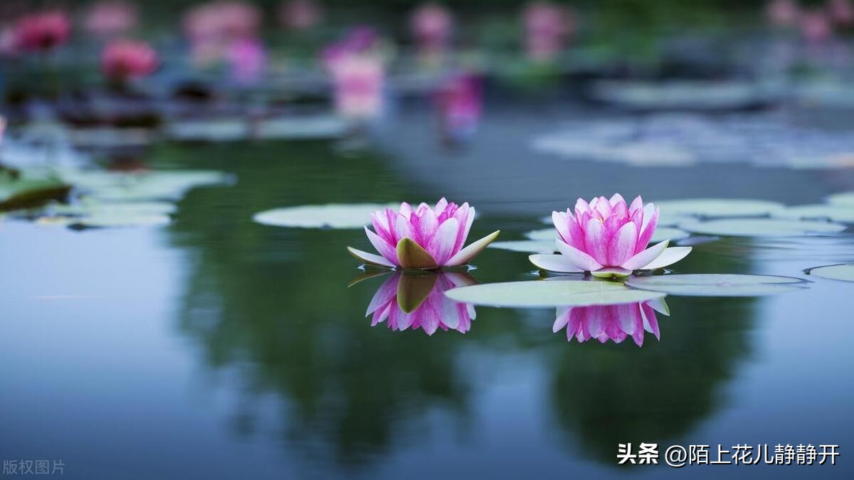 你喜欢夏天的哪些花,夏天盛开的花是什么花