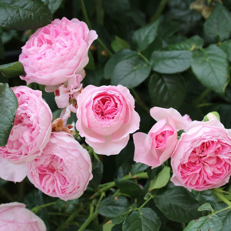 百花齐放春意浓群芳争艳,百花齐放喜迎新春