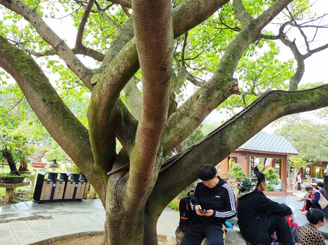 黄果树大瀑布震撼视频,黄果树大瀑布