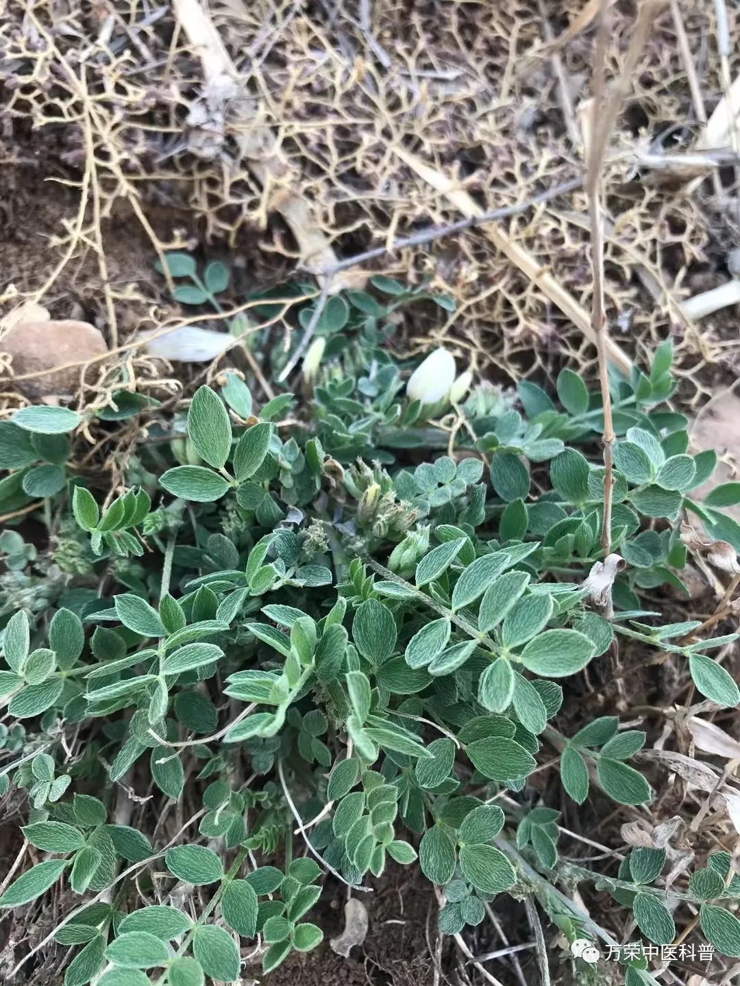 植物幼苗的发展过程详细,植物的幼苗在生长过程中