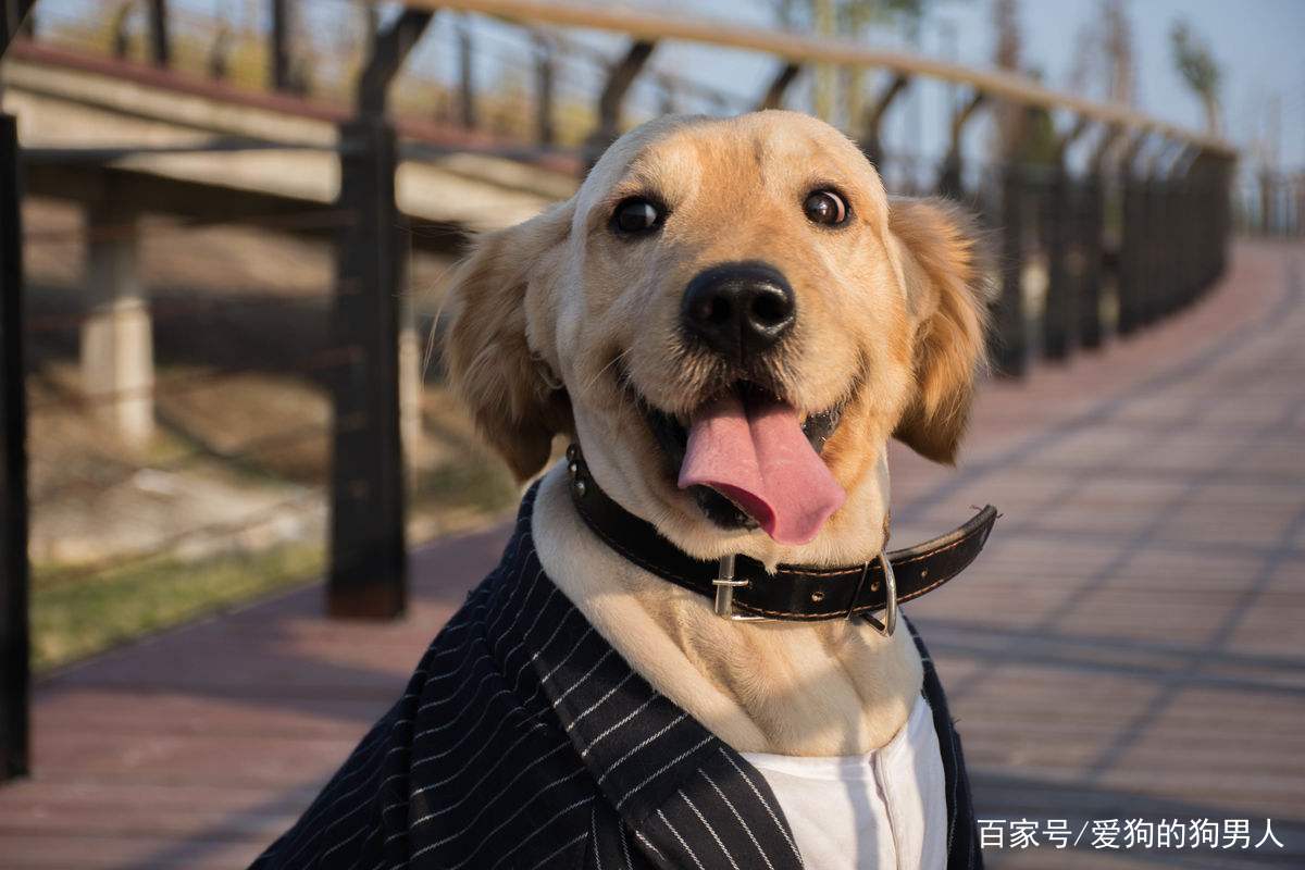 狗狗半夜叫扰民怎么制止,狗狗半夜不停挠地怎么回事