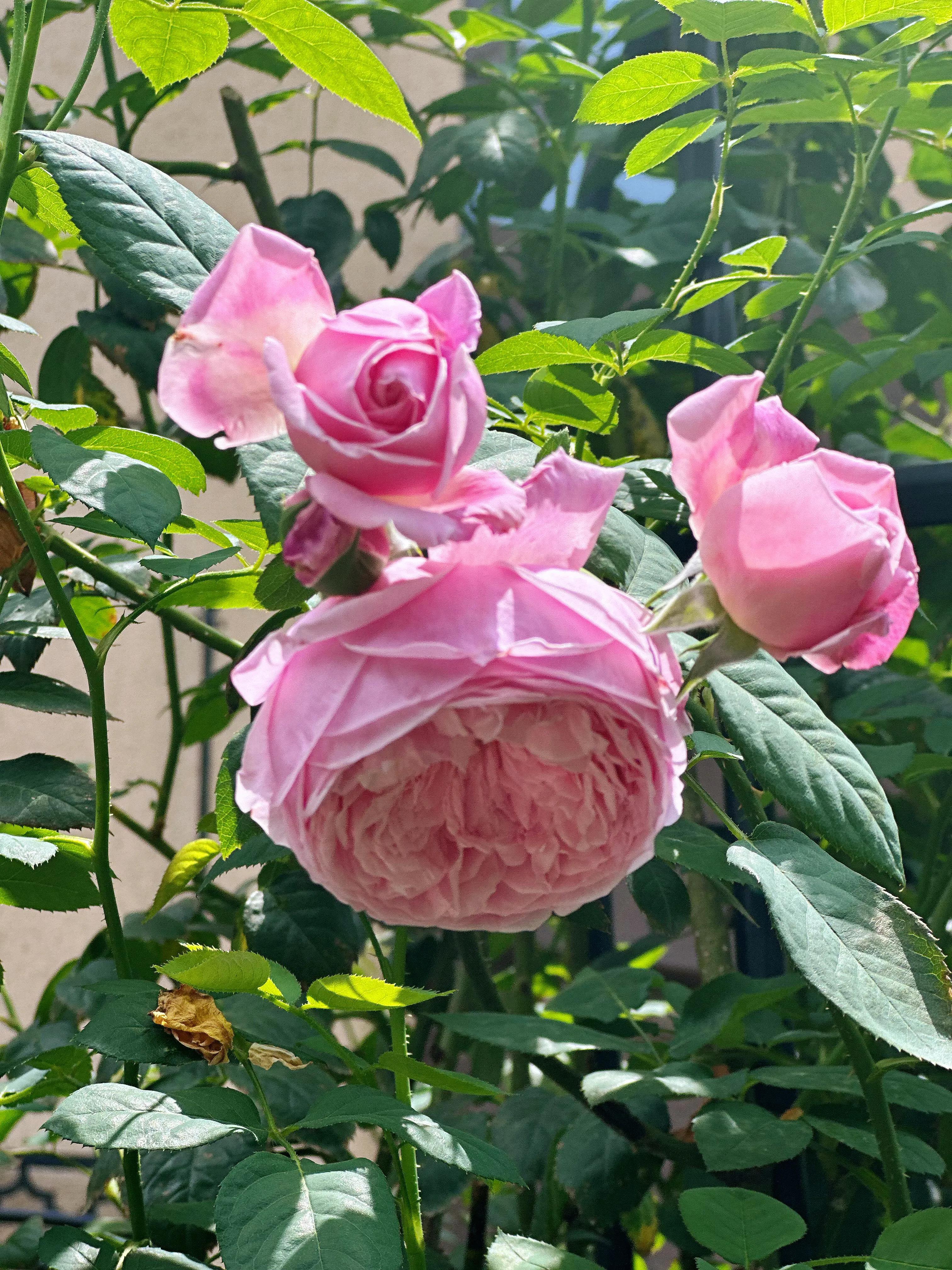 多季节开花的月季有哪些,夏天月季开花不标准