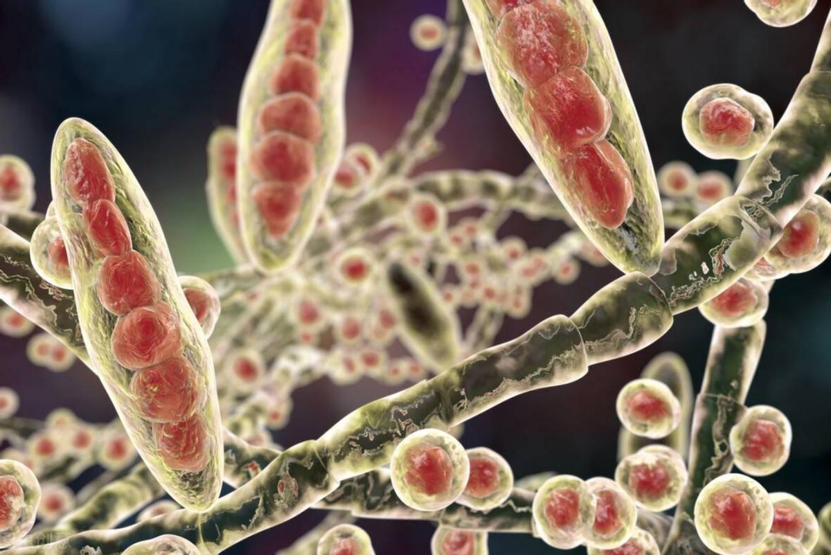 女子腹部痒，医生用镊子夹出16只阴虱！原来阴虱有4个传播途径