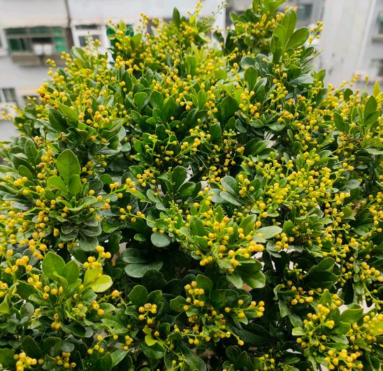 米兰花有香和不香的吗,米兰花好养吗