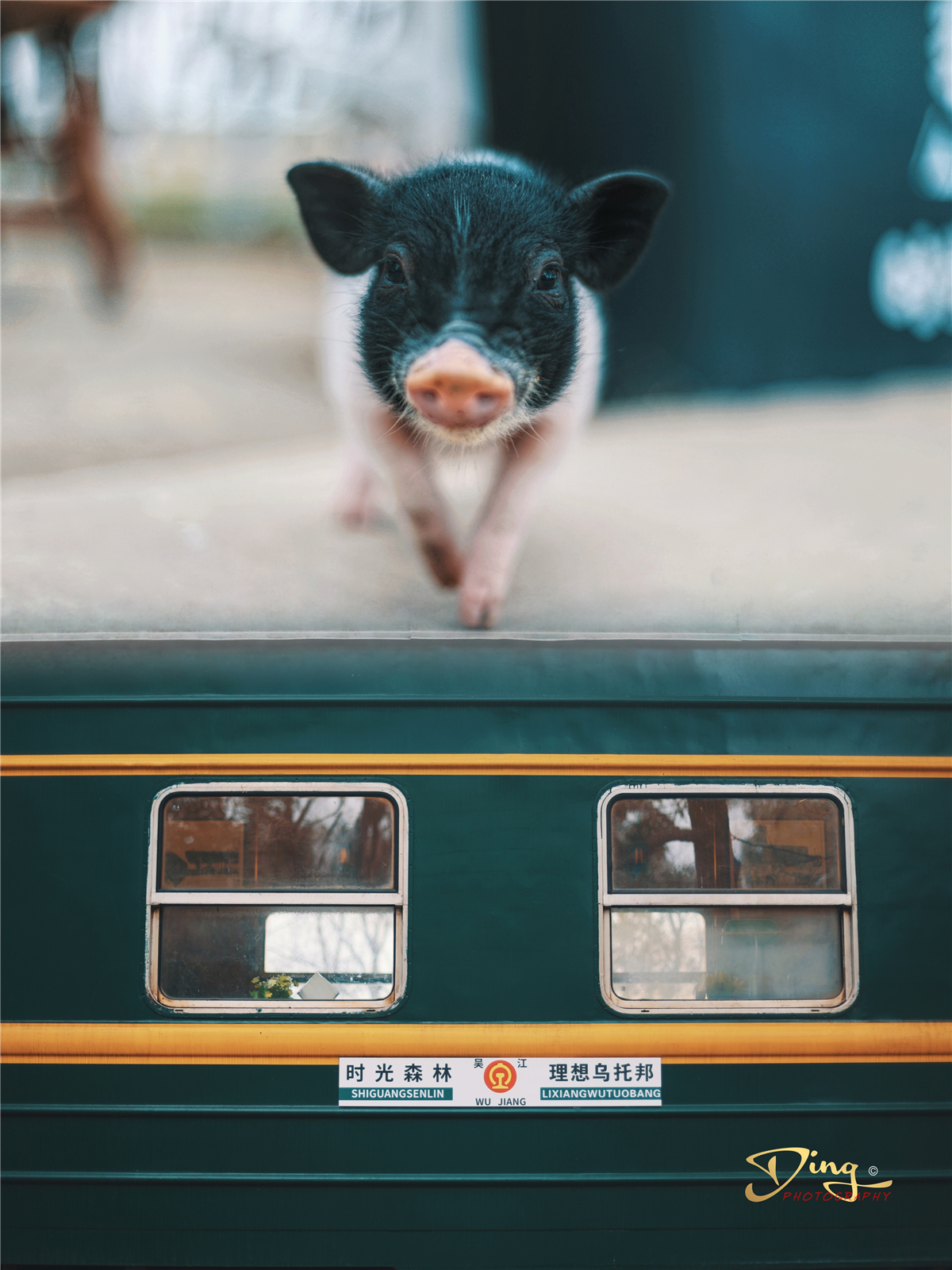 苏州东太湖游玩攻略,春节东太湖旅游攻略