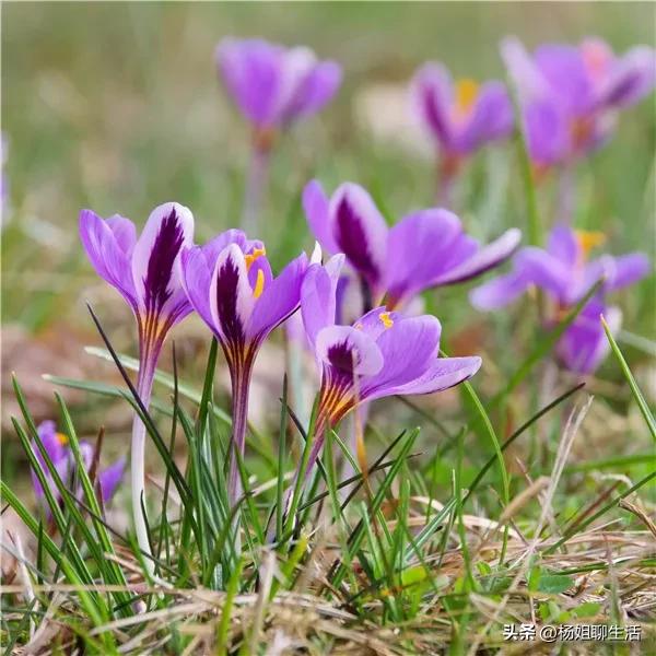 藏红花最便宜多少钱,藏红花最便宜