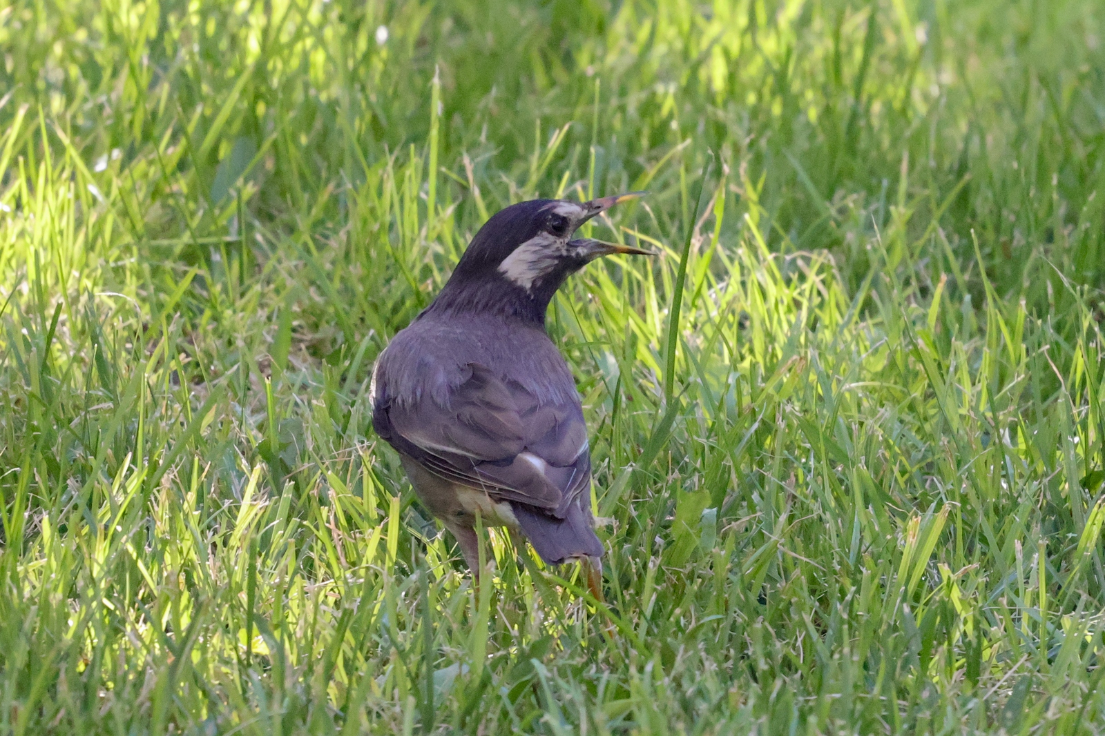 佳能eosr10实拍效果,佳能eosr10怎么样