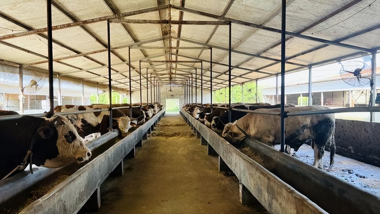 肉牛养殖技术西门塔尔牛养殖视频,生牛养殖和肉牛养殖的区别