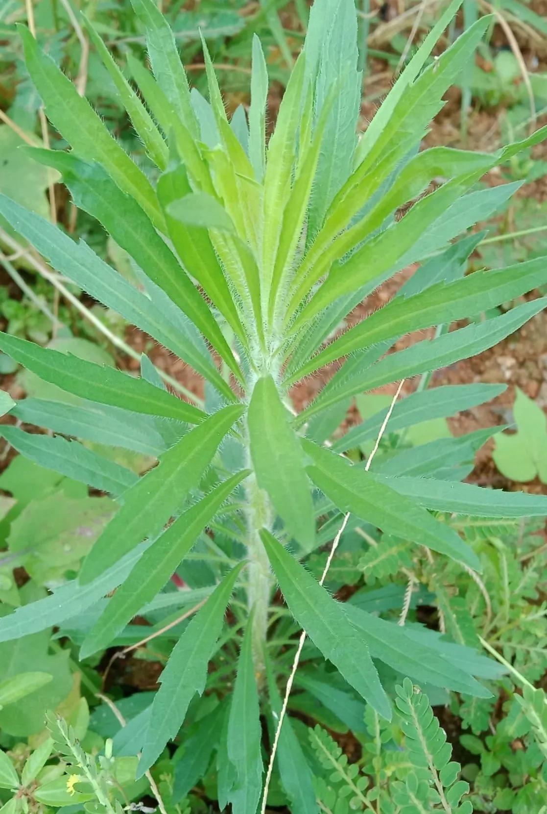 农村常见的顽固藤条植物,农村常见的止血植物图片