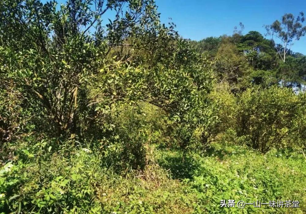 新会陈皮的产地有何特点,新会陈皮产区实地视频