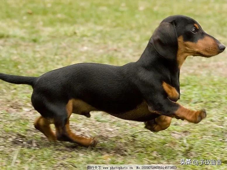 宠物狗应该怎么养详细介绍科普,宠物狗喂养及训练方法有哪些