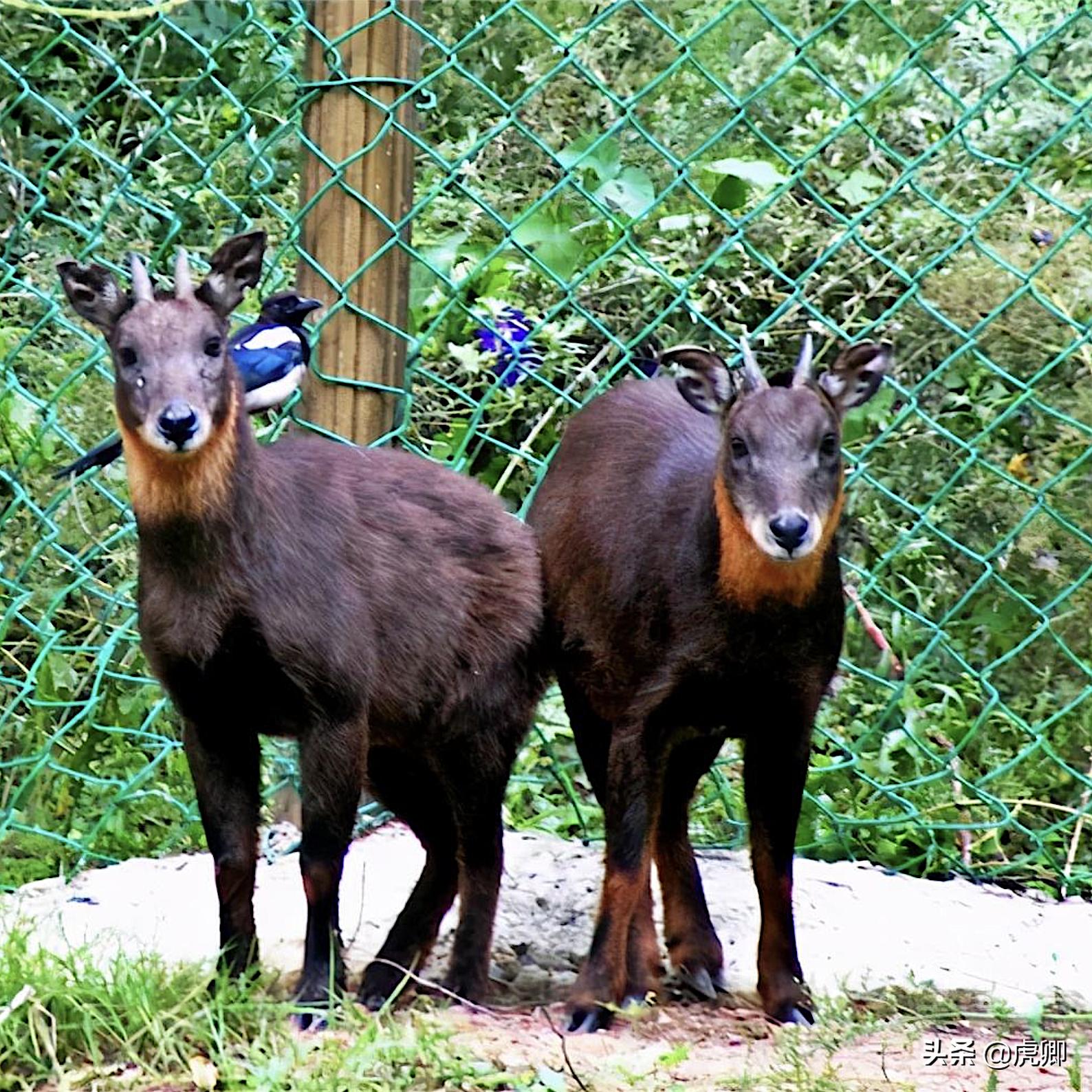 日本猕猴冬天生活,日本猕猴的真实生活