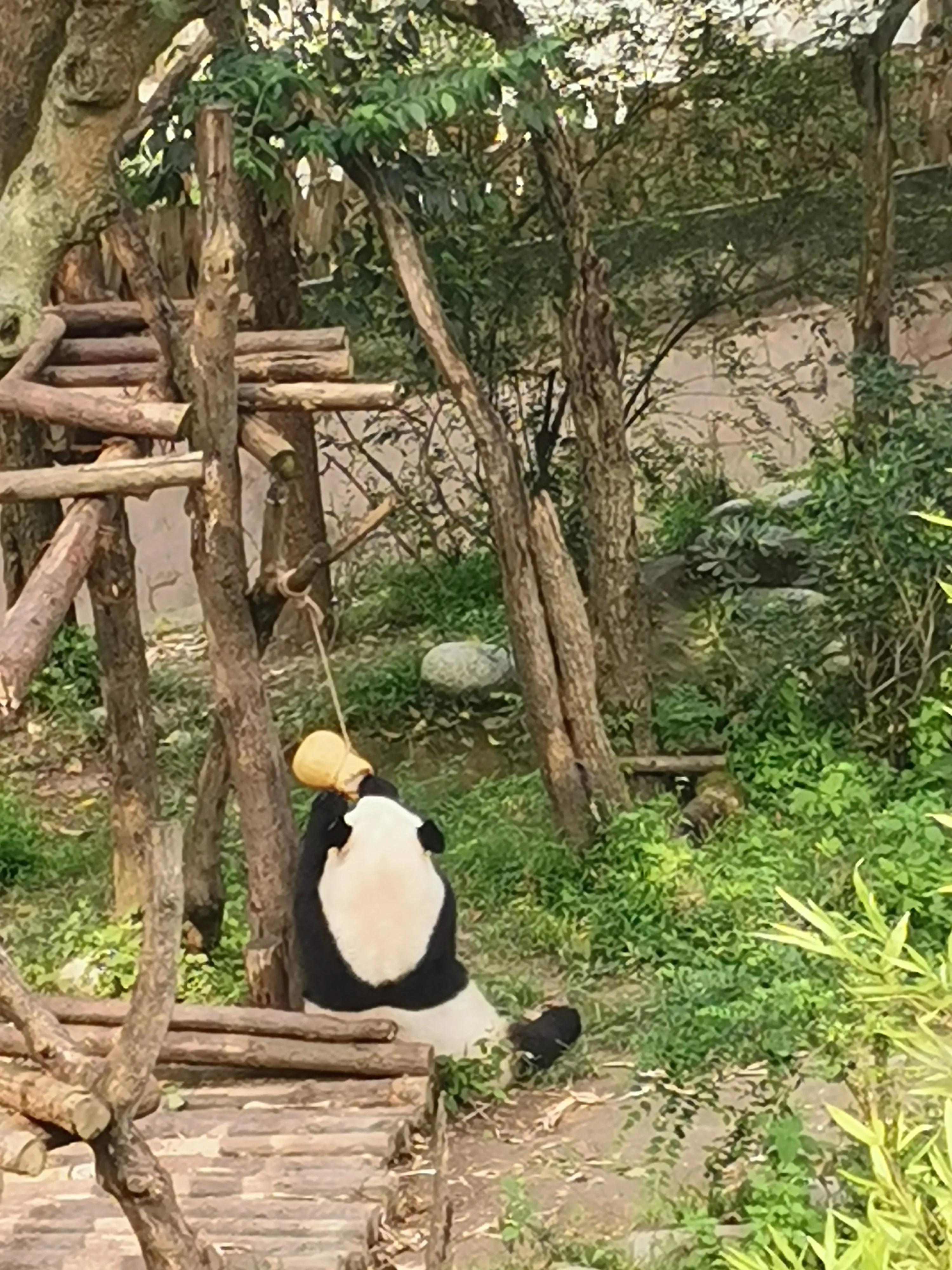 成都印象火锅,成都印象餐饮有限公司