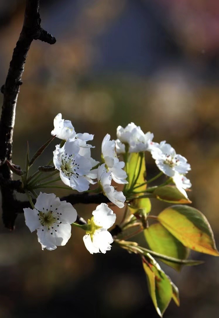 踏青寻找春季最美的时光,寻找最美春天春花烂漫正当时