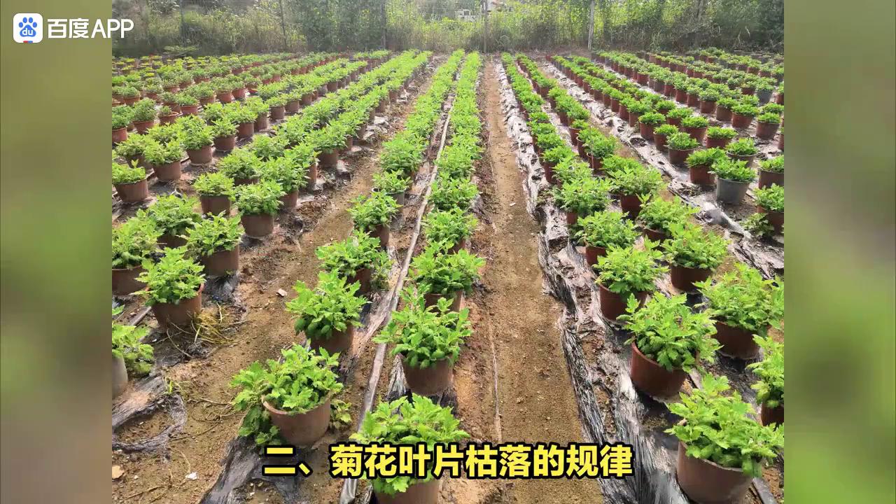 菊花叶片枯落咋回事？菊花叶片枯落的防治措施