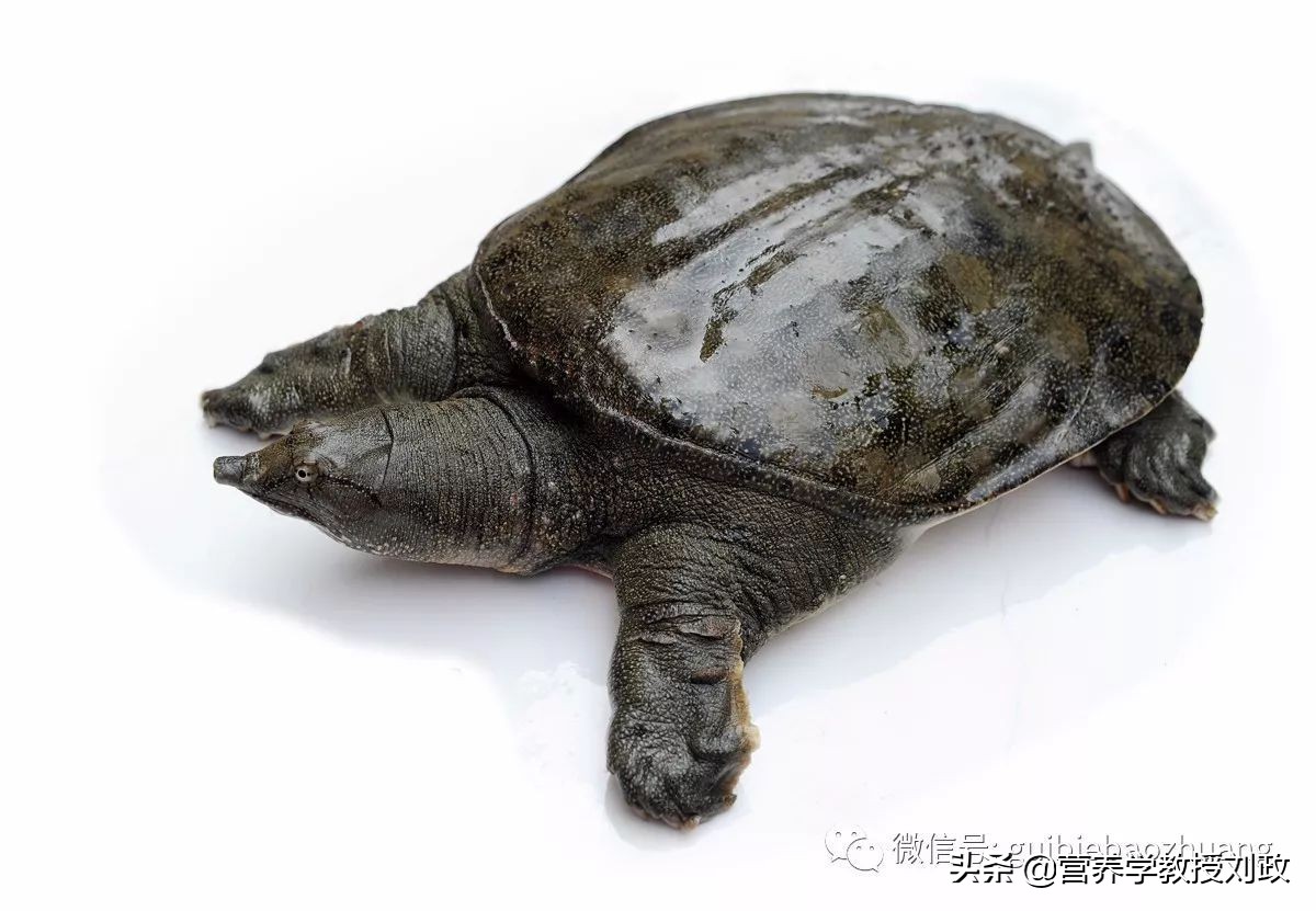 吃甲鱼忌口什么,吃甲鱼怎么做最补