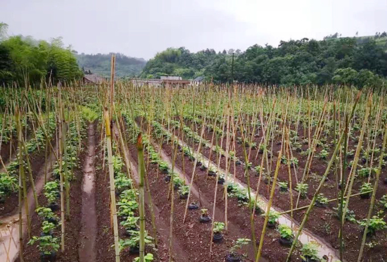 葛根市场卖多少钱一斤,葛根市场行情