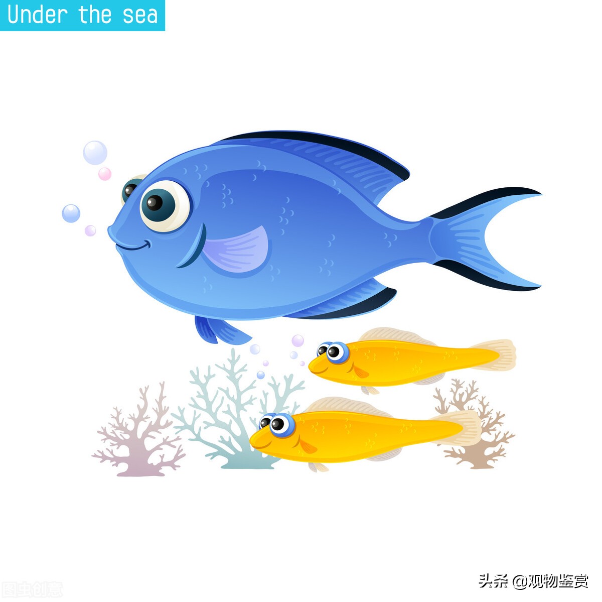 养十二条鱼的寓意是什么,养三条鱼吉利吗