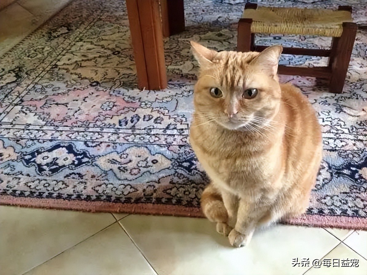 细数有关橘猫的7个冷知识,你对猫的了解200字