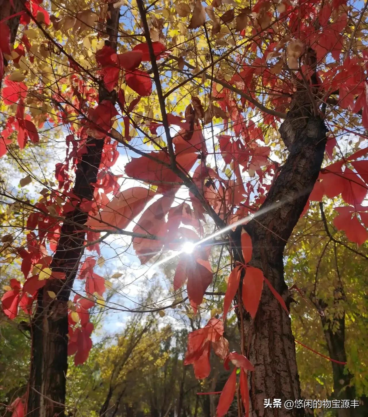 我的老父亲完整版,我的老父亲歌曲