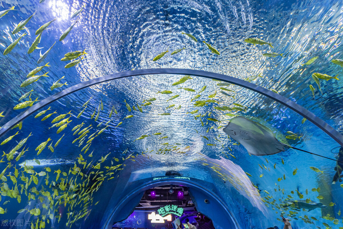 上海迪士尼乐园门票价格全部项目,上海环球金融中心观光厅门票价格