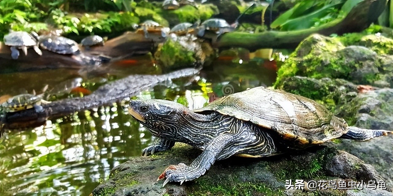 深水龟养单数还是双数好,风水中养龟养单数还是双数好