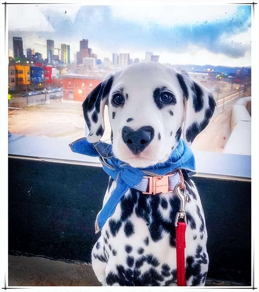 斑点狗为什么现在很少见,斑点狗这么可爱为什么很少人养