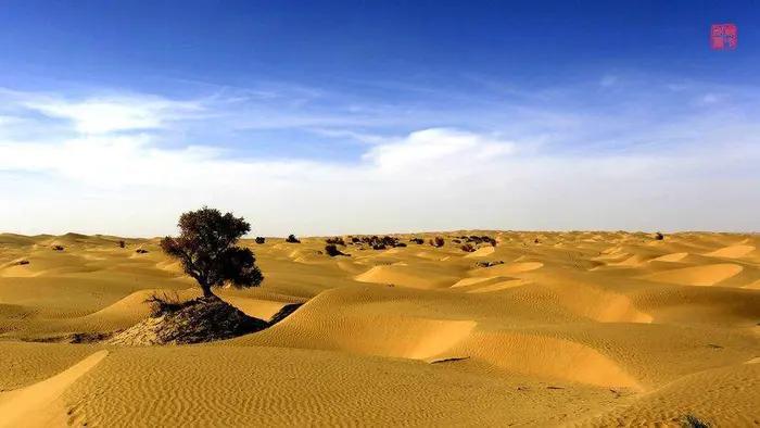 我想我是一匹迷路的骆驼