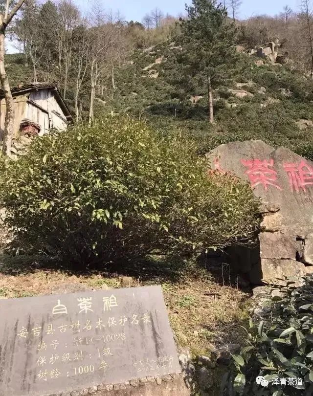 北纬三十度名茶名酒,北纬30度十大名茶