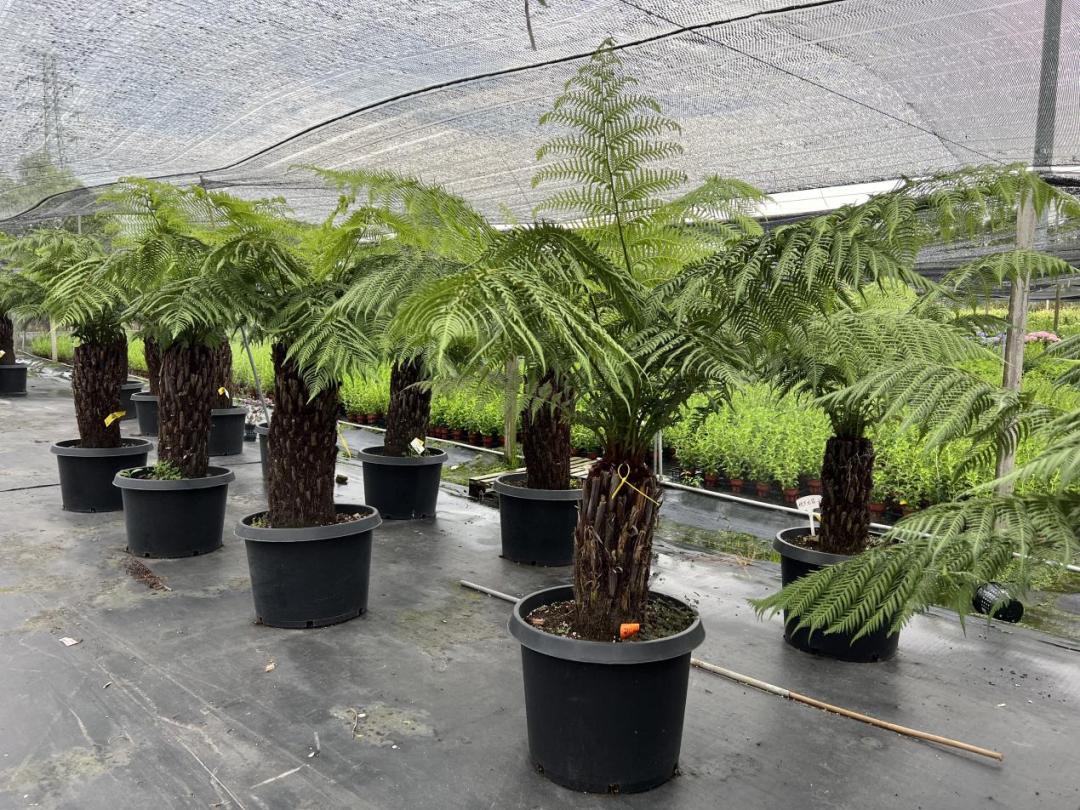 园艺电商怎么做好销售的,园艺电商怎么做得快呢视频