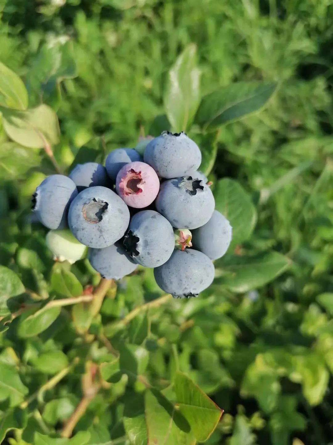 上兴蓝莓采摘,高县复兴镇上坝村