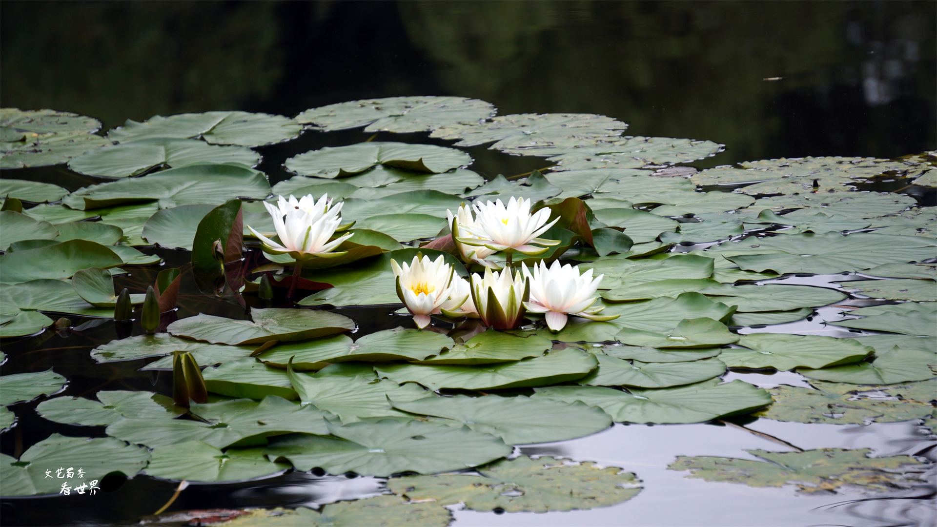夏天避暑的好地方承德避暑山庄,乾隆避暑山庄很凉快吗