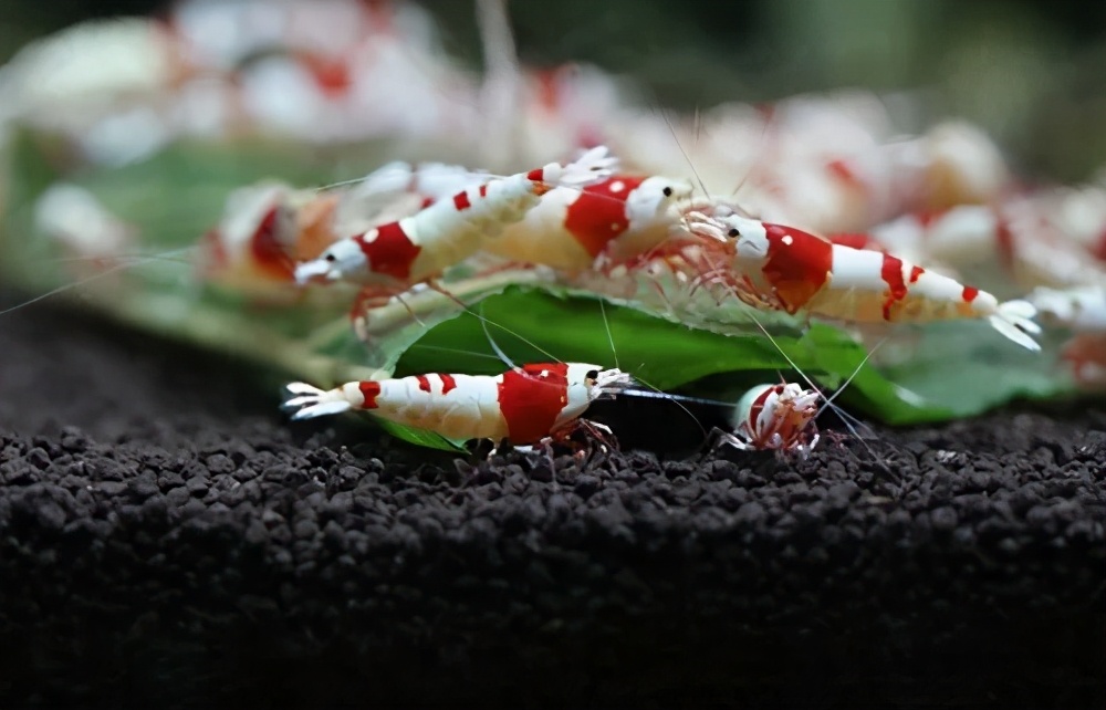 水晶虾养殖技巧和秘诀,菲律宾水晶虾怎么养殖的