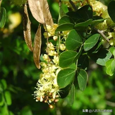 本命年红裤腰带是什么样子的,有本命年穿的红裤吗