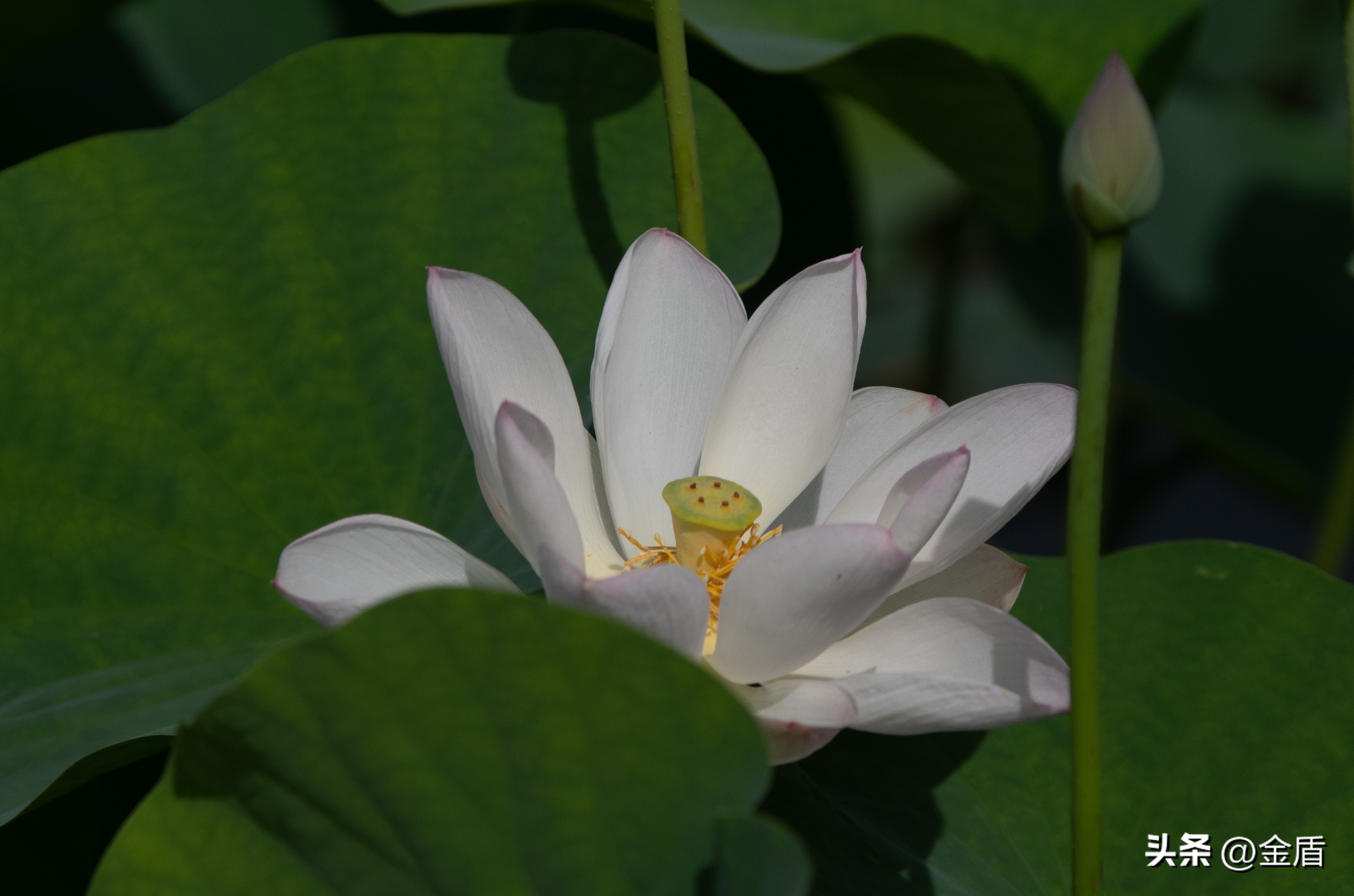 荷花象征着纯洁无瑕,纯洁无瑕的荷花