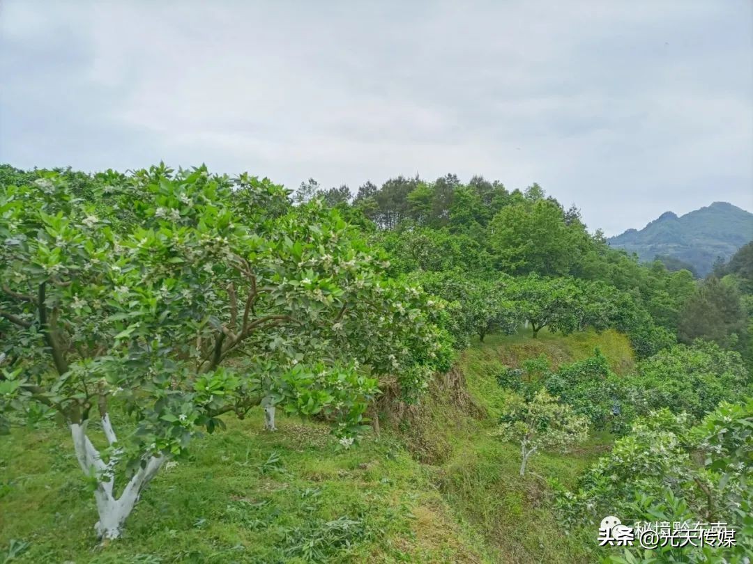 黄平县乡村振兴,黄平县纸房乡各村