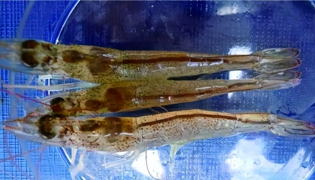 对虾肝脏肿大发黄怎样修复？对虾肝脏萎缩怎么治疗？