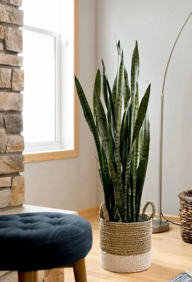 十种最吉利的吉祥花图片,什么花好看好养寓意好