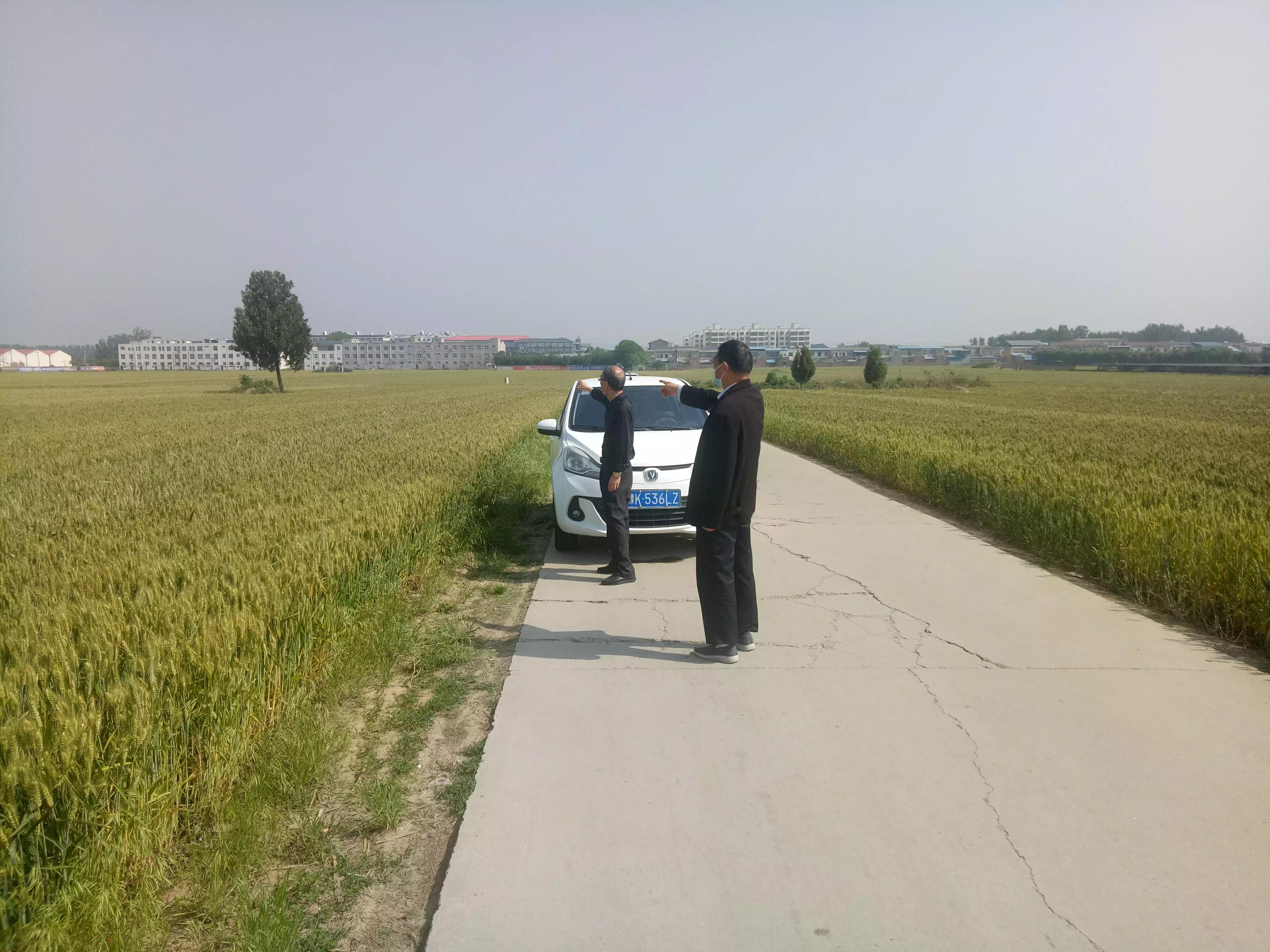 许昌张潘古墓图片,许昌市张潘镇古墓