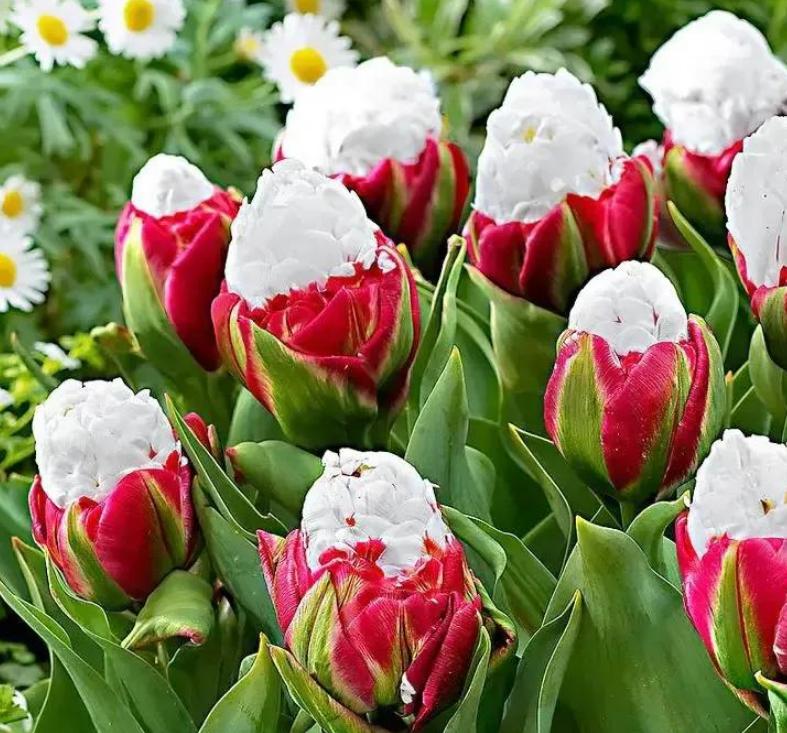 这十种花会招来鬼家里千万别养,家里养3种花忌讳