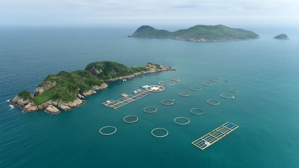 从捕鱼到牧鱼！惠州向海而兴！