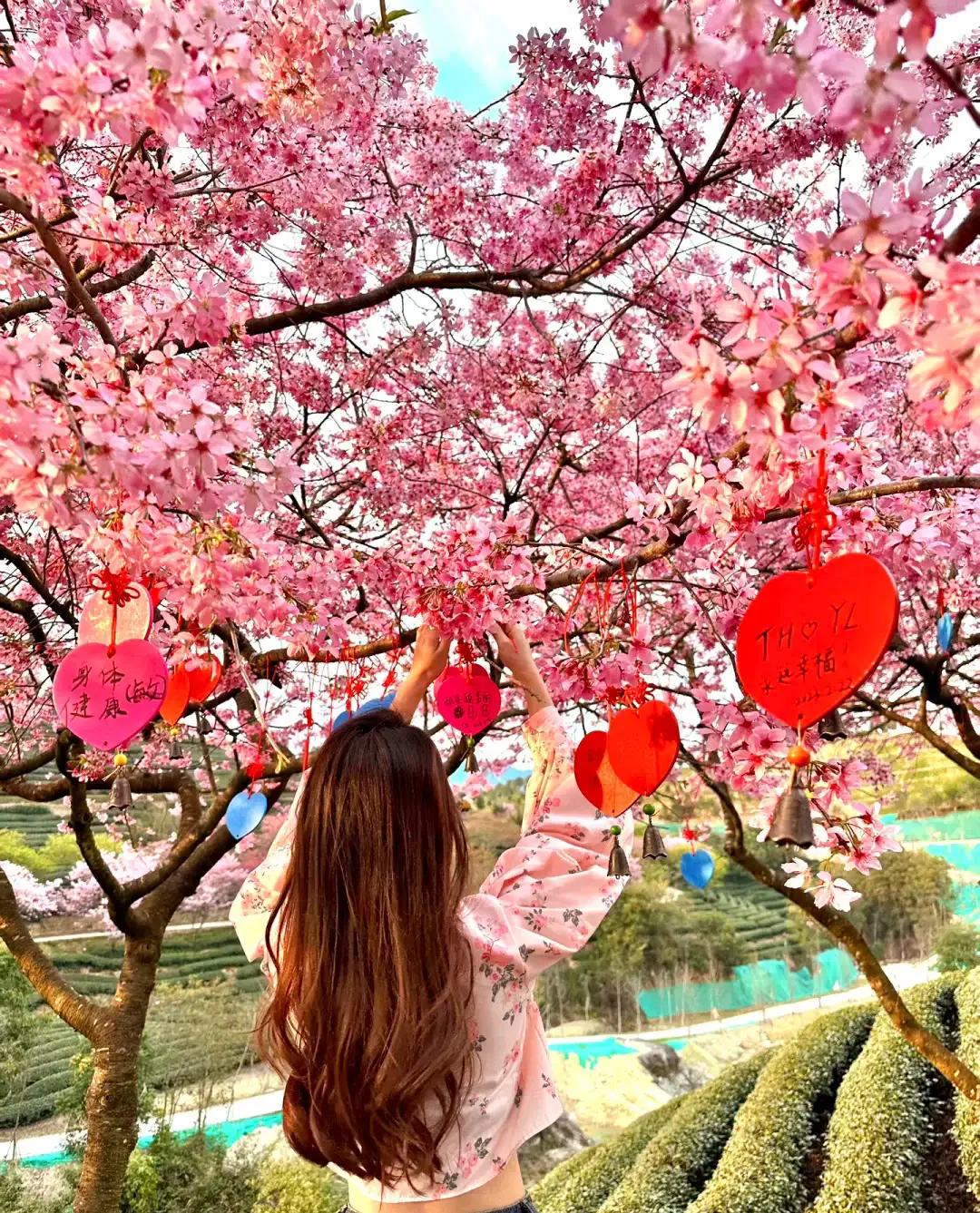 昆山樱花与日本樱花,来这里可以赏到中国最美樱花