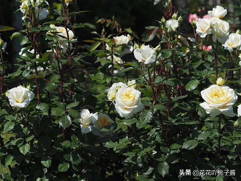 2019月季新品种金奖,超新品月季有哪些品种